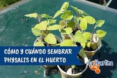 When is it time to plant Physalis?