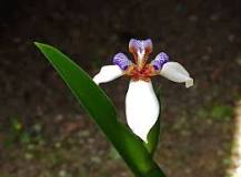 When does the walking iris bloom?