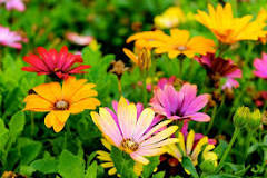 Which flower seed germinates the fastest?