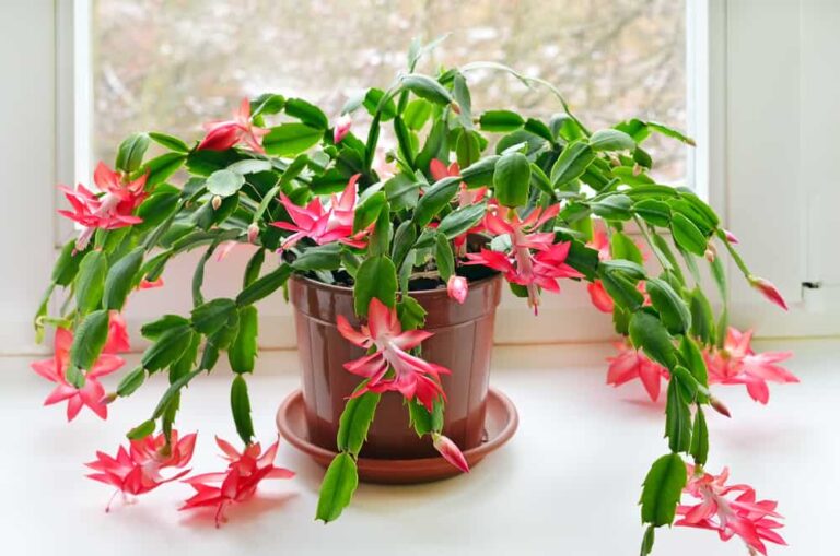 How to grow a Christmas cactus and make it bloom
