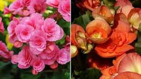 How long does the begonia flower last?