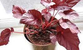 Why do begonias dry out?