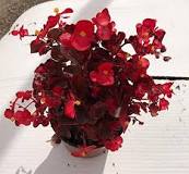 When should begonias be pruned?