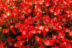 How long does it take to root a begonia?