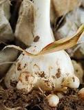 What plants are planted by bulbs?