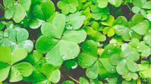 What happens if you eat a clover? What happens if you eat a clover?