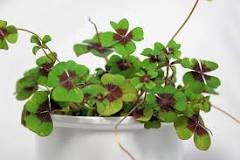How to grow a 4 leaf clover? How to grow a 4 leaf clover?