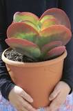 How does the succulent butterfly reproduce? How does the succulent butterfly reproduce?