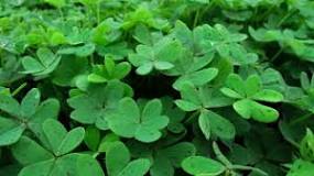 How does clover reproduce? How does clover reproduce?