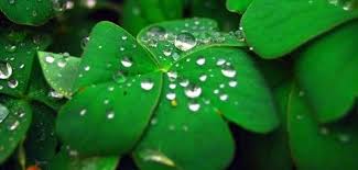 What is the best clover? What is the best clover?