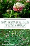 How to make a clover plant? How to make a clover plant?