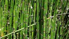 How to multiply equisetum? How to multiply equisetum?
