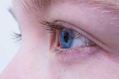 How many types of irises are there?