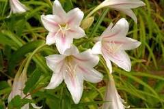 When is it time to transplant lily bulbs?