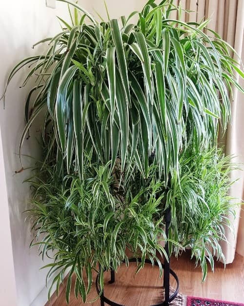 Growing Malamadre indoors
