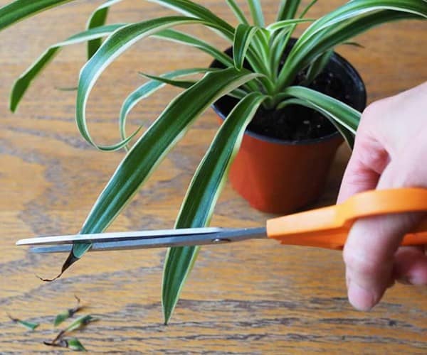 Grow ribbon inside