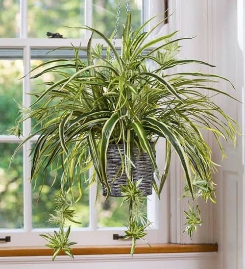 Growing Cinta Malamadre indoors