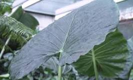 What is the difference between Alocasia and Colocasia?
