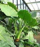Where to put an Alocasia?