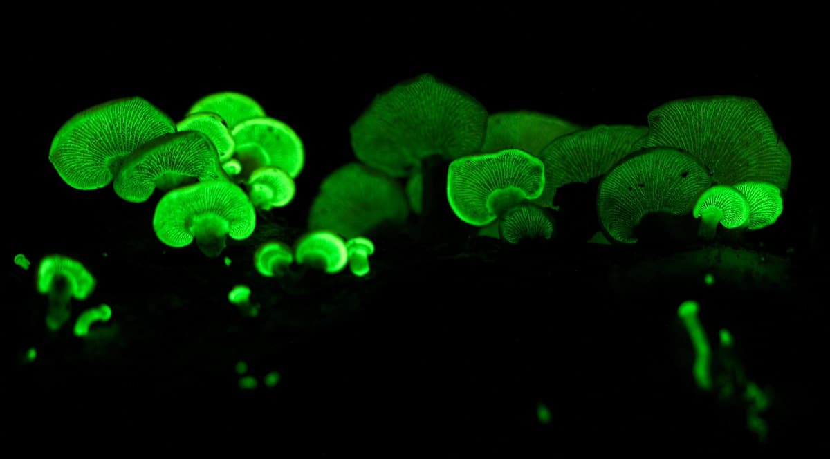 plants with their own light