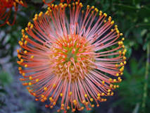 How to reproduce proteas? How to reproduce proteas?