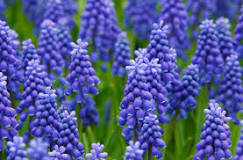 When are Muscari bulbs planted? When are Muscari bulbs planted?