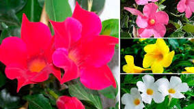 How does the Mandevilla multiply? How does the Mandevilla multiply?