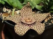 How many types of Stapelia are there? How many types of Stapelia are there?