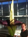 What is the name of the flower that smells bad? What is the name of the flower that smells bad?