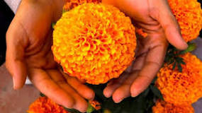 What is the flower of death? What is the flower of death?