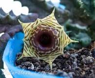 Why is my Stapelia not flowering? Why is my Stapelia not flowering?