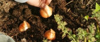 What bulbs do you plant in the spring?