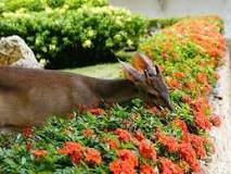 How many colors of Ixoras are there? How many colors of Ixoras are there?