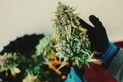 What happens if you harvest early? What happens if you harvest early?