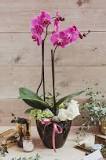 What is the most elegant flower to give?
