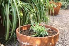 Which plants can be propagated by cuttings?