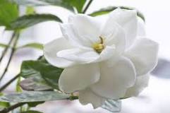 What types of white flowers are there?