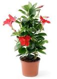 Where to place the dipladenia?
