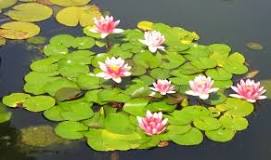 What are the floating flowers called?