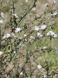 What is the white flower and what is it for?