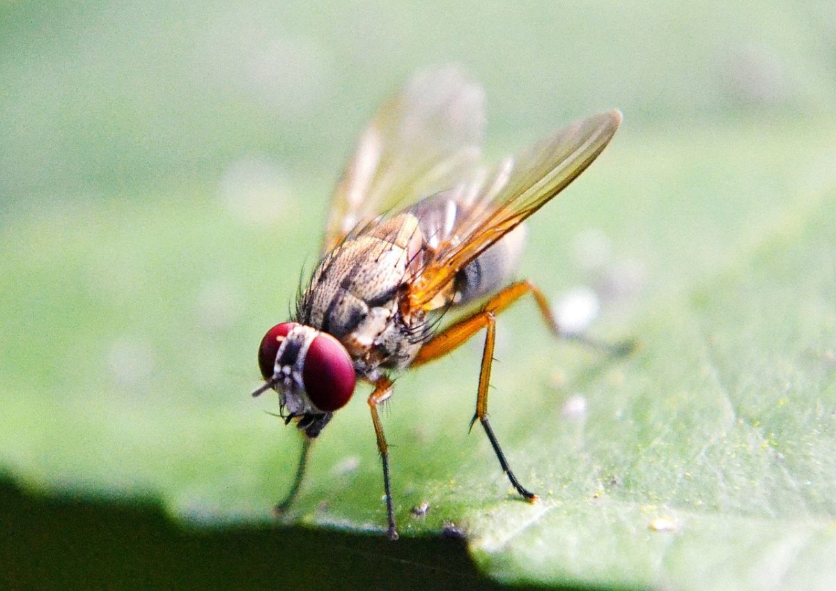 Fruit fly affects citrus