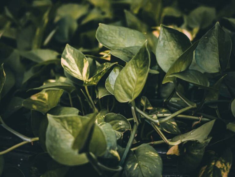 Un pothos en el artículo ¿Por qué mi Pothos es pegajoso?