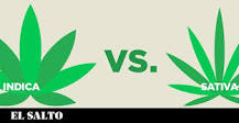 How do you know if a plant is sativa or indica?