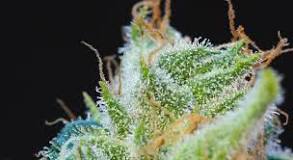 What happens if I don't harvest the buds?