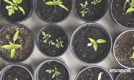 What are the steps to sow a seed?