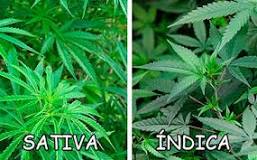 What grows faster Indica or sativa?