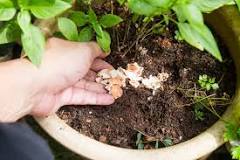 How to get nitrogen for plants?