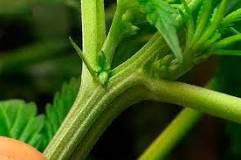 When does pre-flowering start?