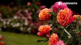 How much sun does a rosebush need?
