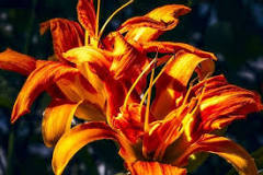 How to plant lilies in pots?